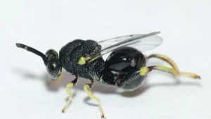 Ecuador descubre una especie de avispa clave para controlar plagas agrícolas