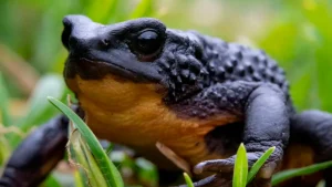 Jueza frena carretera entre Cotopaxi y Tungurahua para proteger al sapo jambato