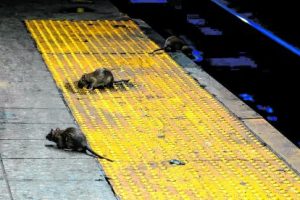 Guayaquil tiene hasta 30 ratas por cada habitante