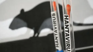 Se han identificado más de 440 contactos del brote de hantavirus en al menos 30 países
