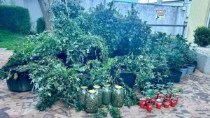 Policía halla presunta plantación de marihuana en Quito y detiene a dos sospechosos