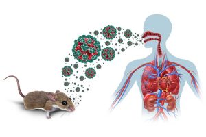 Investigan origen de contagio por hantavirus en paciente internado en Bariloche, Argentina
