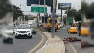 CUERPO SIN VIDA DE CABALLO OBSTACULIZÓ UNA VÍA SANTA ELENA