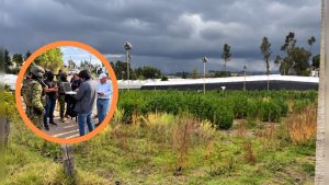PLANTACIÓN DE CANNABIS FUE DESTRUIDA POR EL EJÉRCITO EN PICHINCHA